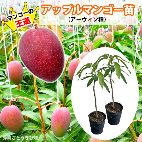 マンゴー苗」の人気商品一覧 | 安い商品を通販サイトから探す - 価格.com