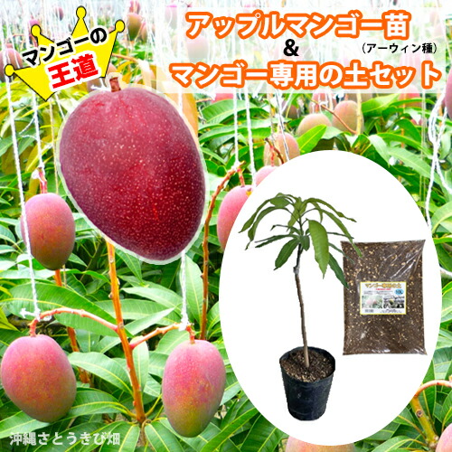 楽天市場】アップルマンゴー苗（アーウィン種）接木苗21cmポット