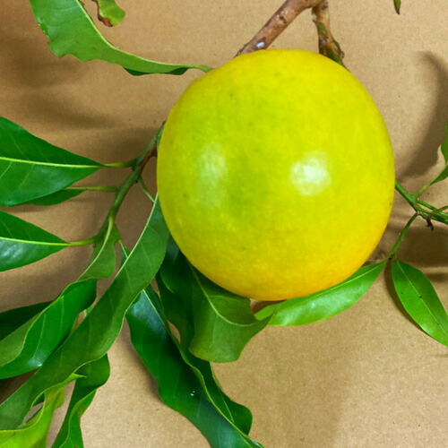 楽天市場】アビウ苗 実生苗 : 沖縄サトウキビ畑