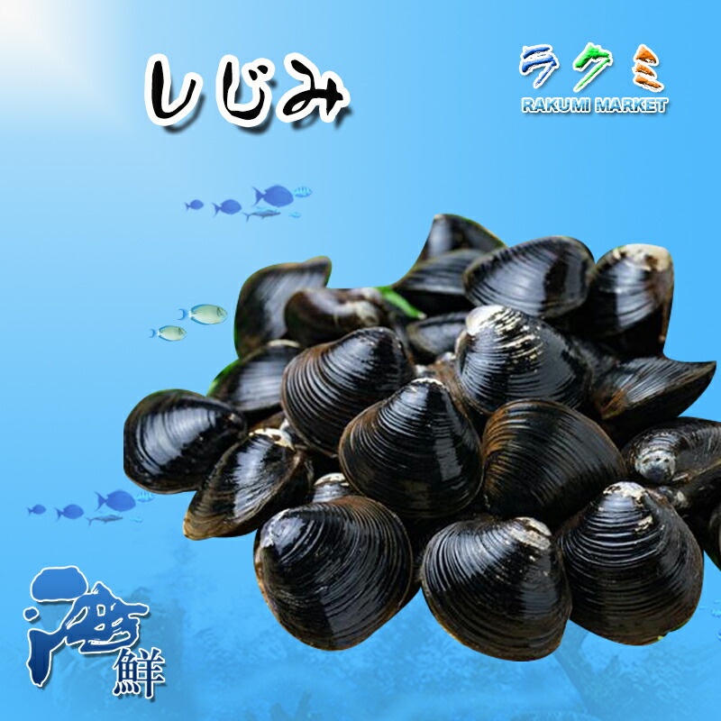 楽天市場】活特大しじみ 500g 国内産 シジミ 蜆 贈り物 お祝い 煮る