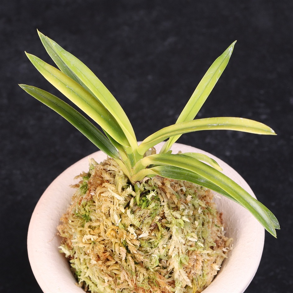 楽天市場】富貴蘭 翁 : フェニックスガーデン