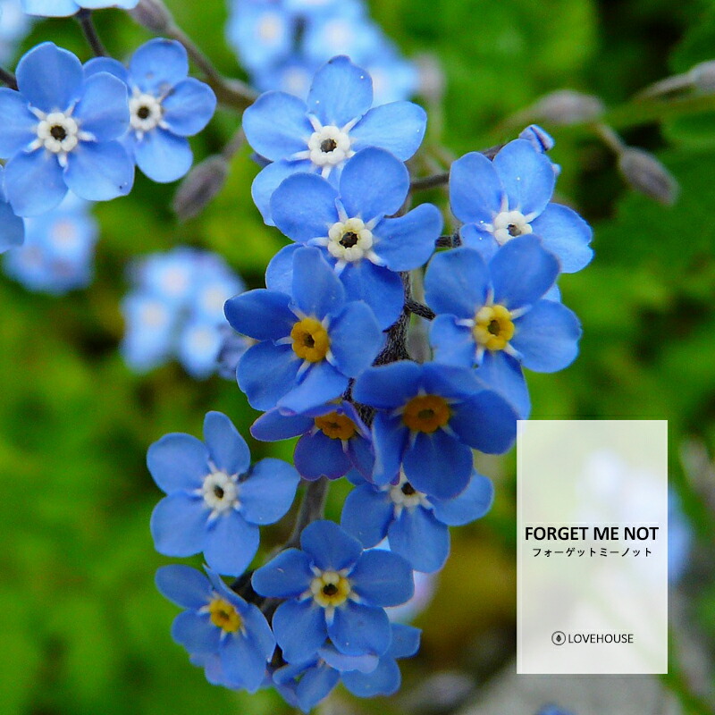 楽天市場】【10ml】やさしいワスレナグサの香り フォーゲットミー