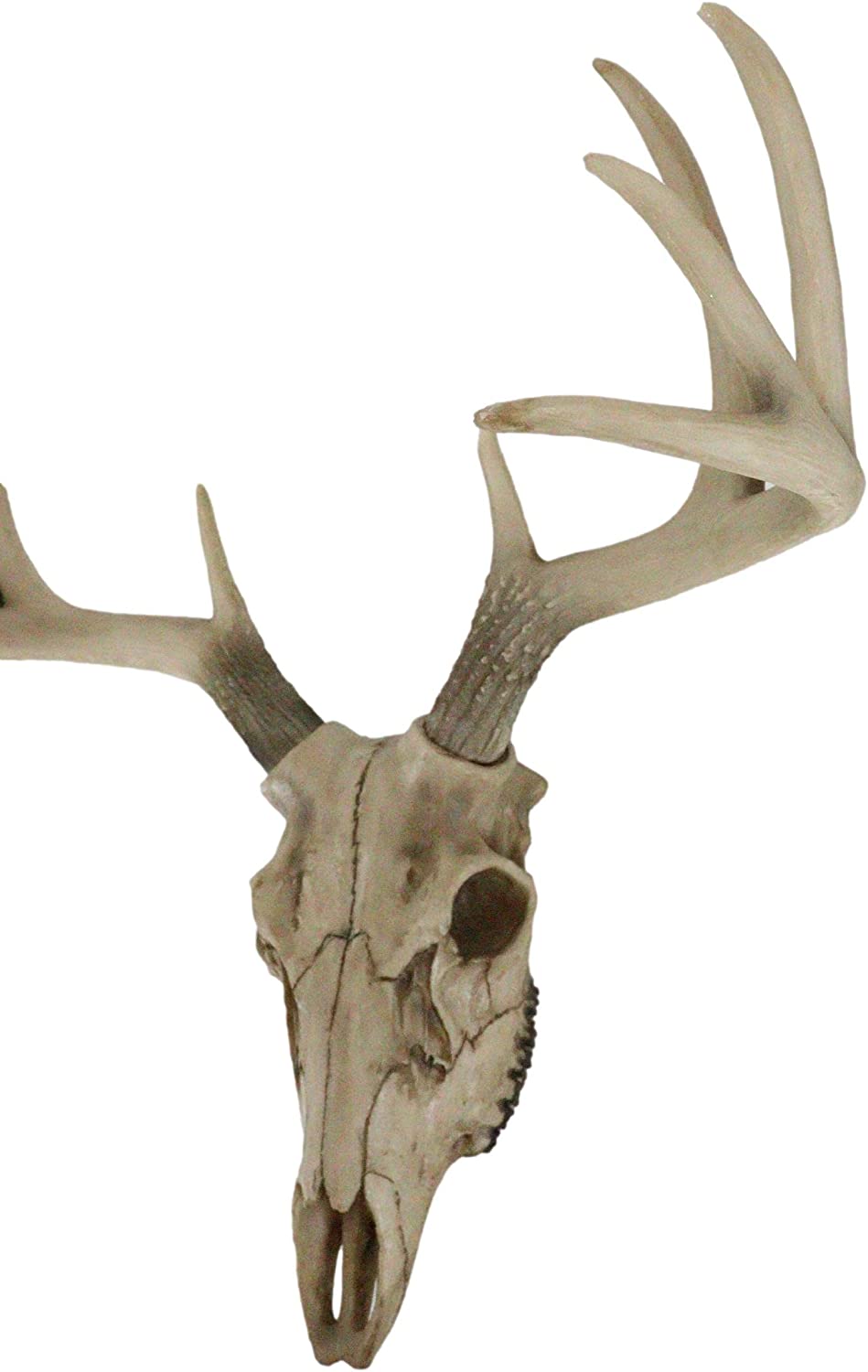 楽天市場】牡鹿スカル 雄鹿ハンティングトロフィー (トナカイ