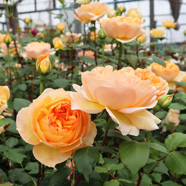 楽天市場】バラ苗 【フロンティア】 (新苗植え替え) ハイブリッド