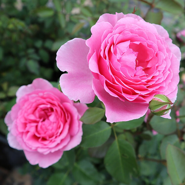 楽天市場】バラ苗 【ロゼパルファム】 (大苗) ハイブリッドティー