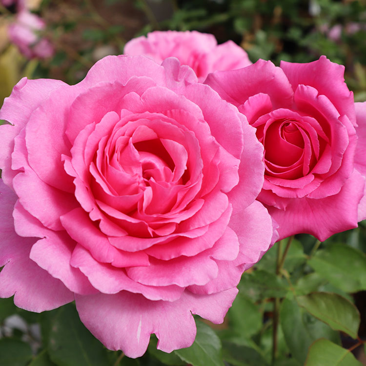 楽天市場】バラ苗 【ロゼパルファム】 (大苗) ハイブリッドティー