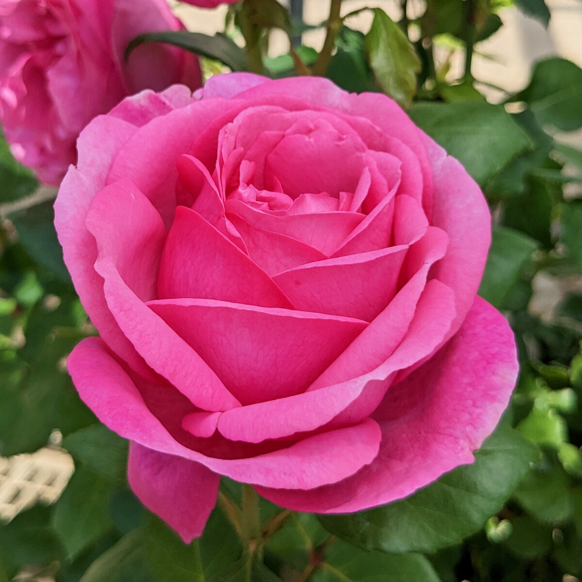 楽天市場】予約苗 バラ苗 【ディジリー】 (新苗) ハイブリッドティー