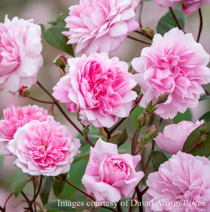 楽天市場】バラ苗 【メアリーディレイニー】 (大苗) シュラブ 半つる性