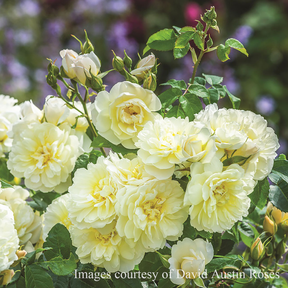 楽天市場】イングリッシュローズ 黄色の通販