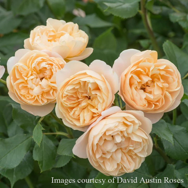 楽天市場】予約苗 バラ苗 【ロアルドダール】 (大苗裸苗) シュラブ 半