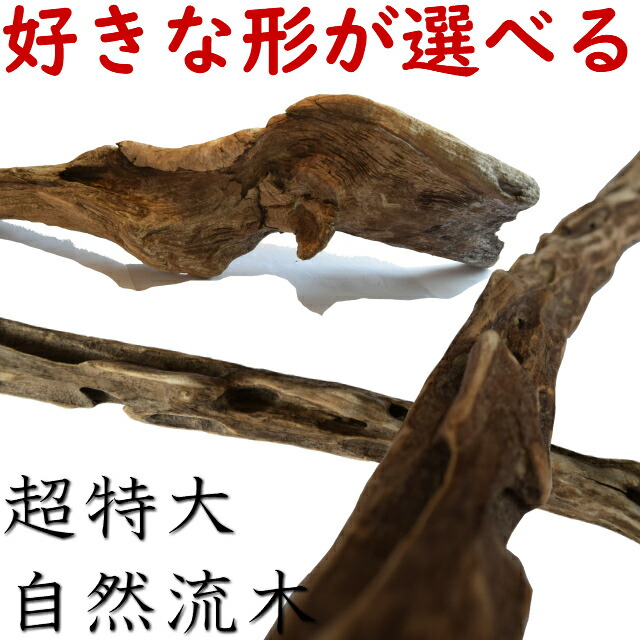 楽天市場】大型 流木/特大 流木 超特大 置物 玄関 木 インテリア 店舗