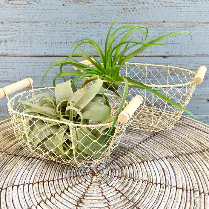 楽天市場】ガーデニング雑貨 ワイヤーバスケット アイアンバスケット