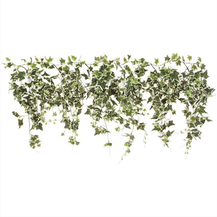 楽天市場】グリーンシダレガーランド オランダアイビー 1本夏の爽やか