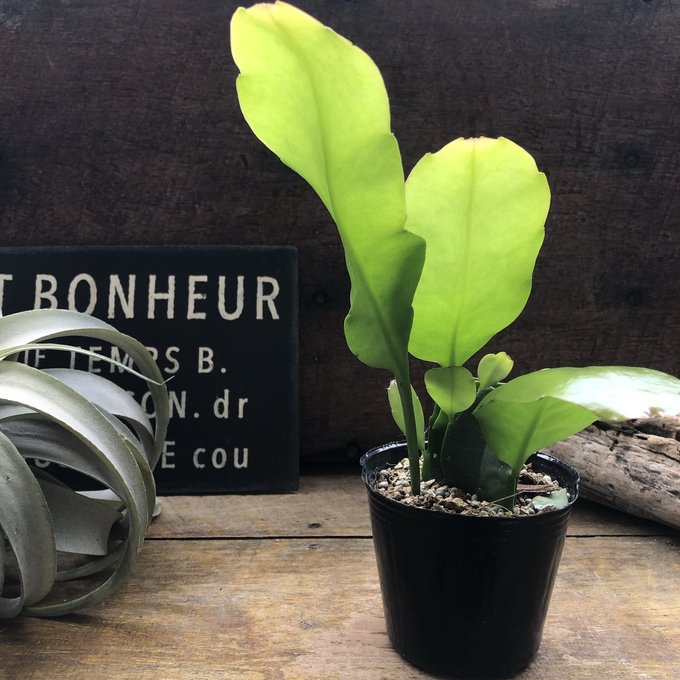 楽天市場】【月下美人】☆ 3号苗 クジャクサボテン 多肉植物 優美な