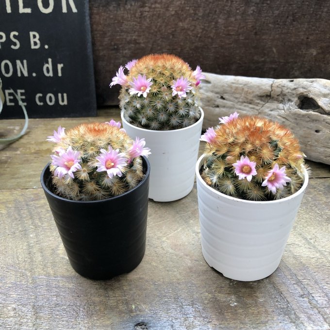 楽天市場】ふわふわ（種類（植物）サボテン）（観葉植物｜花・観葉植物