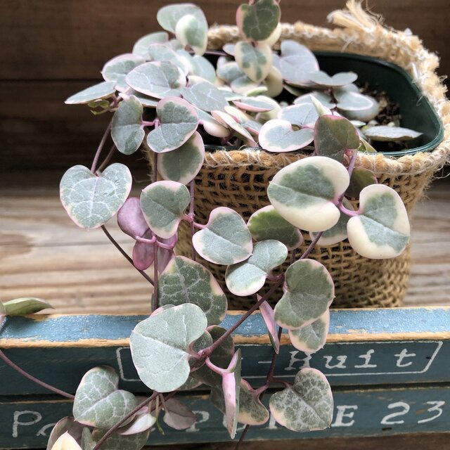 楽天市場】【レディーハート】☆ 斑入りハートカズラ 多肉植物 ハート