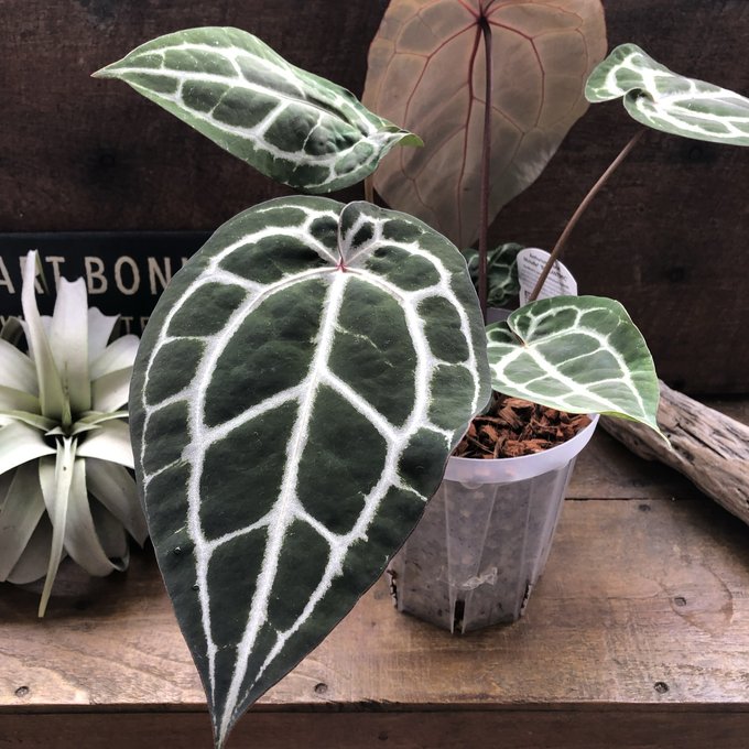 楽天市場】アンスリウム ミシェル Anthurium Michelle by Docblock