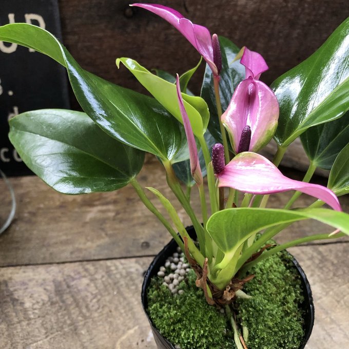 楽天市場】【送料無料】山野草 シダ 古典園芸植物 獅子葉ヒトツバシダ