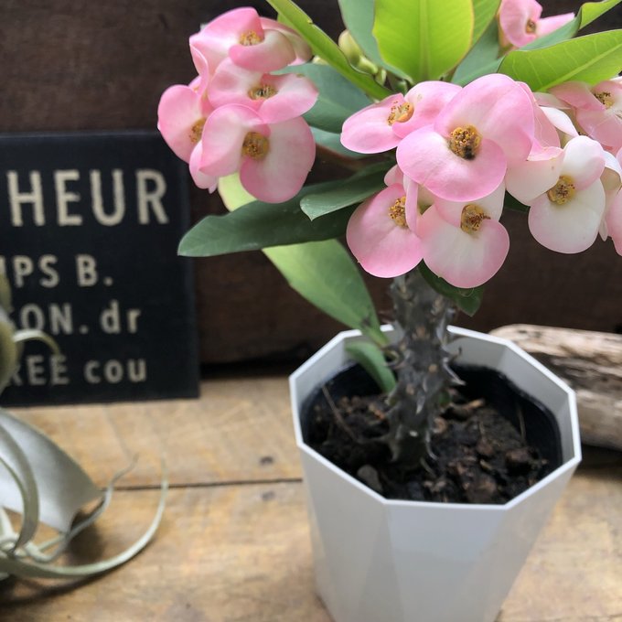 楽天市場】ハナキリン 八福神 多肉植物インテリア ガーデニング : パリ