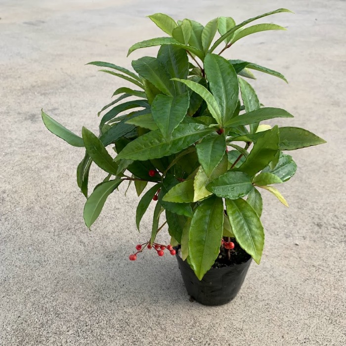 楽天市場】現品苗木□常緑小低木 観葉：万両(マンリョウ)□一両・十両