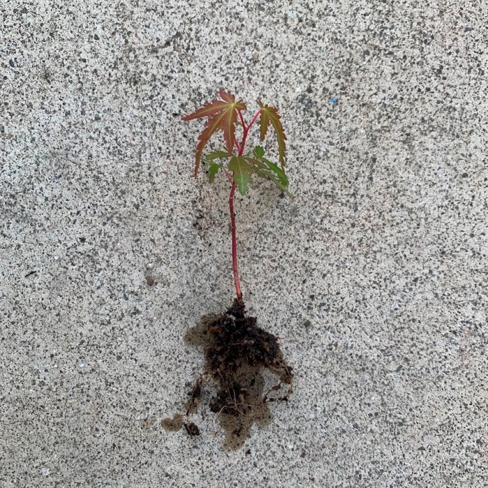 楽天市場】お任せ抜き苗□落葉広葉樹 観葉：山紅葉(やまもみじ)□観葉