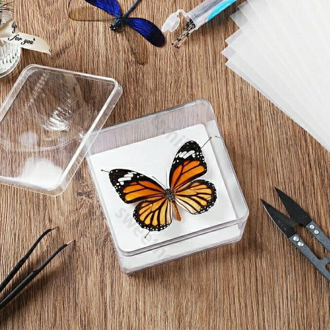 昆虫飼育用品 標本箱」の人気商品一覧 | 安い商品を通販サイトから探す