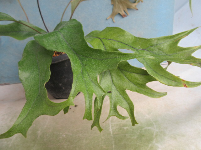 楽天市場】【送料無料】山野草 シダ 古典園芸植物 獅子葉ヒトツバシダ