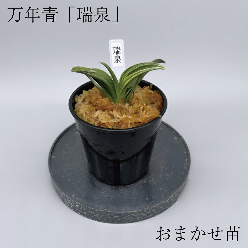 楽天市場】萬年青（花・観葉植物｜花・ガーデン・DIY）の通販