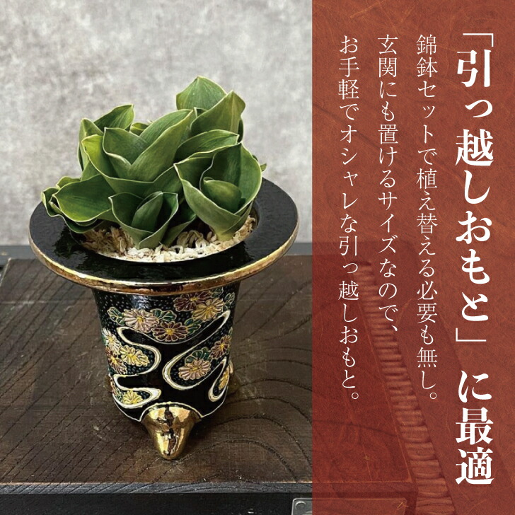 楽天市場】◇瑞泉（おまかせ苗）◇ 万年青 引っ越し万年青 獅子万年青