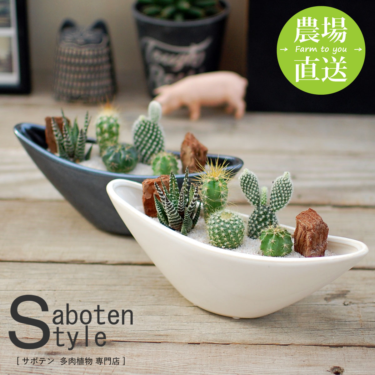 楽天市場】【サボテン 多肉植物 5種類 寄せ植え/ ウェーブポット M