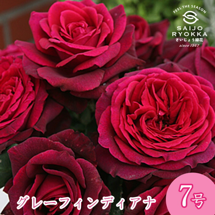 楽天市場】予約バラ苗 京成バラ園 コルデス グレーフィン ディアナ