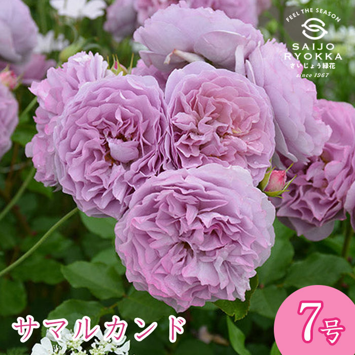 楽天市場】予約バラ苗 ロサオリエンティス サマルカンド 大苗 7号鉢 紫