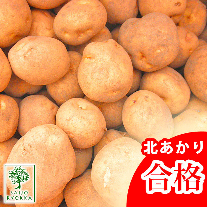 楽天市場】じゃがいも 種芋 キタアカリ きたあかり 約1kg（充填時