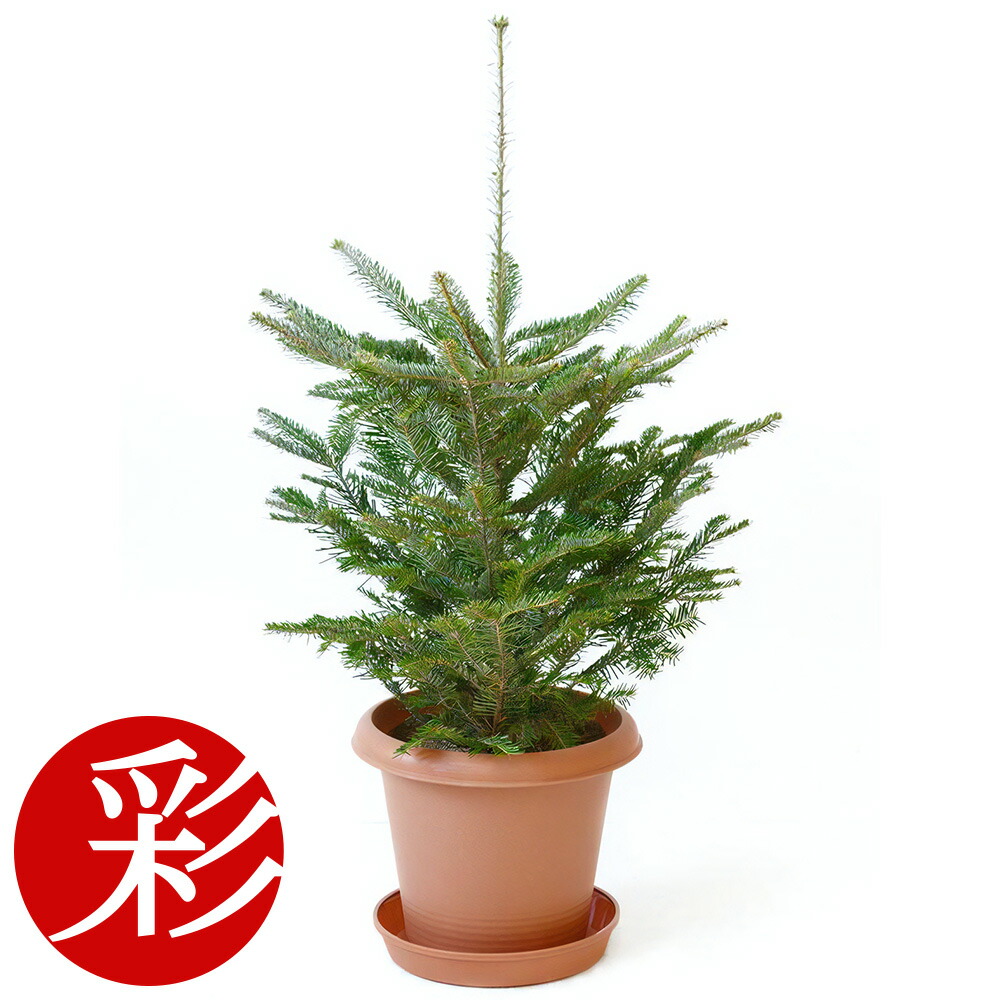楽天市場】 もみの木・クリスマスツリーにおすすめ : 観葉植物の専門店