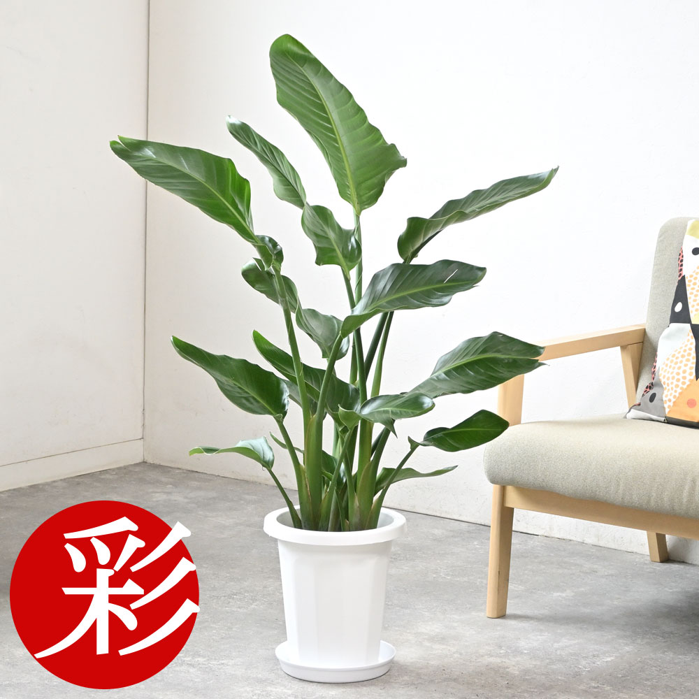 楽天市場】【土日限定最大7%引クーポン配布中】観葉植物 ストレリチア