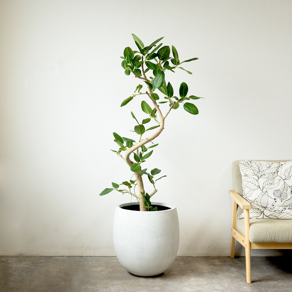 楽天市場】【6日までポイント5倍】フィカス ベンガレンシス 観葉植物