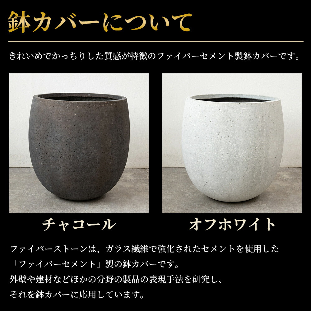 楽天市場】【6日までポイント5倍】アレカヤシ 観葉植物 ヤシの木 10号