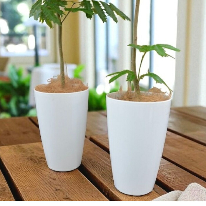 楽天市場】【土日限定最大7%引クーポン配布中】観葉植物