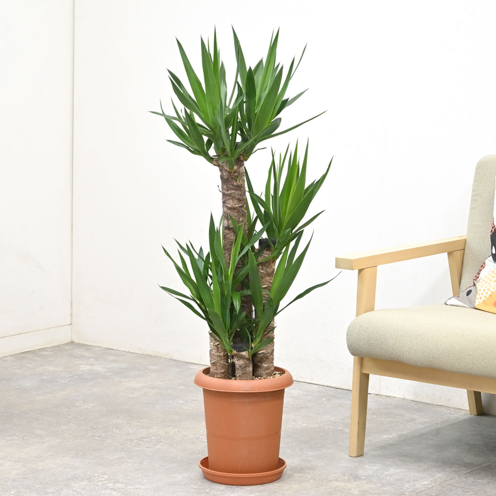 楽天市場】観葉植物 ユッカ・エレファンティペス 8号鉢 鉢カバー
