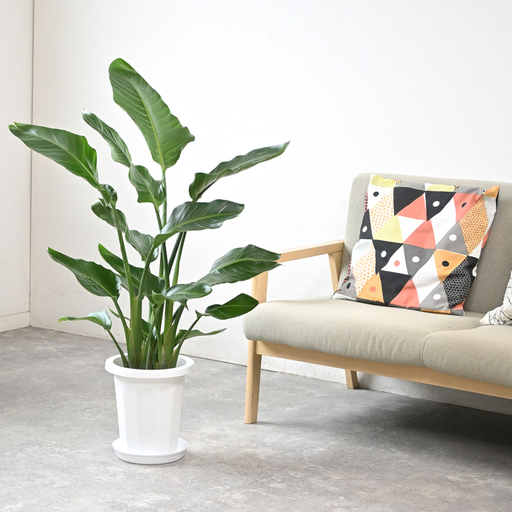 楽天市場】【土日限定最大7%引クーポン配布中】観葉植物 ストレリチア