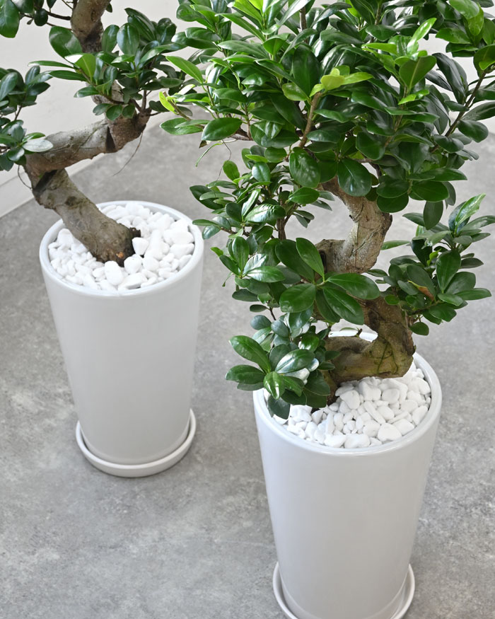 楽天市場】【6日までポイント3倍】ガジュマル（昇り竜）シャイニー