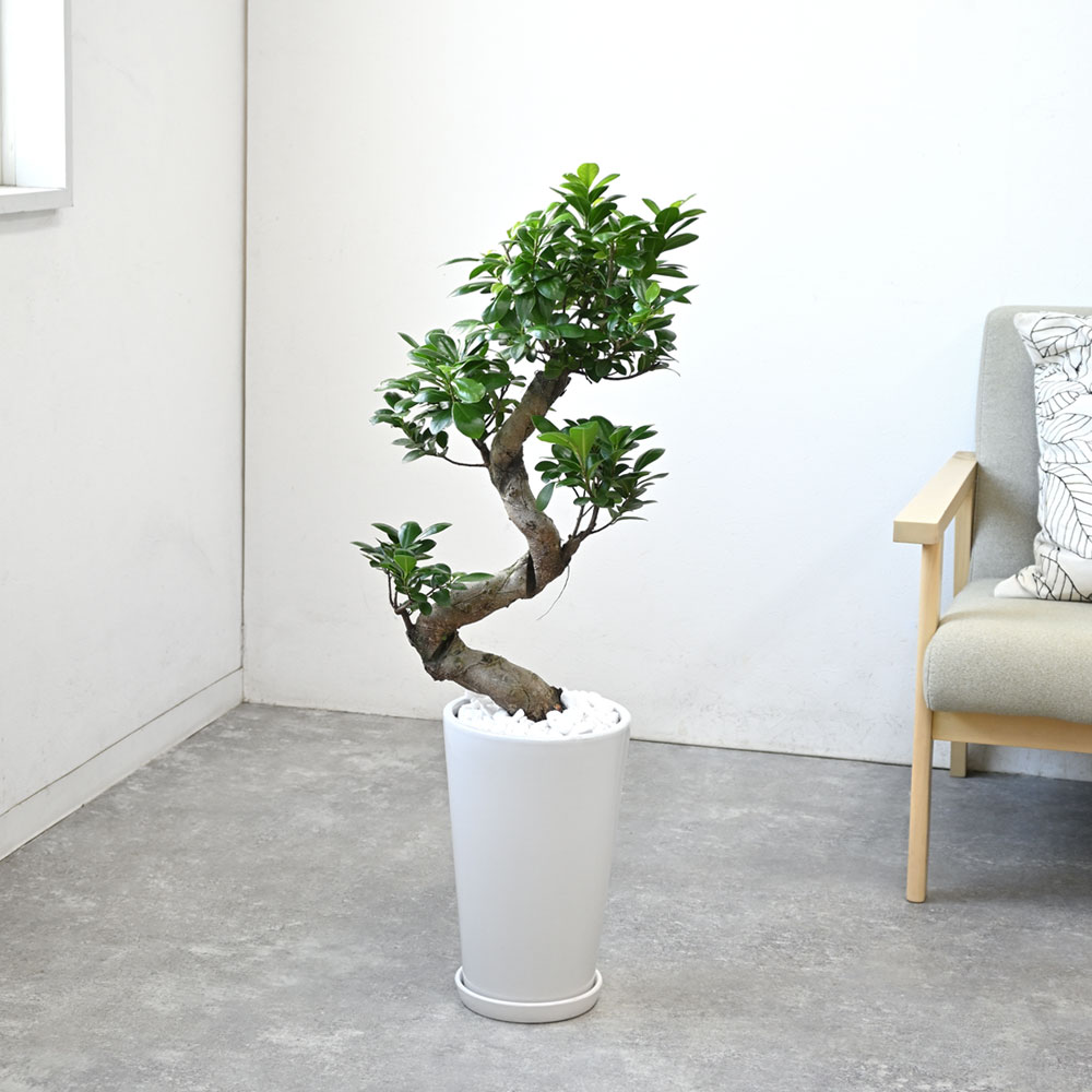 楽天市場】【6日までポイント3倍】ガジュマル（昇り竜）シャイニー