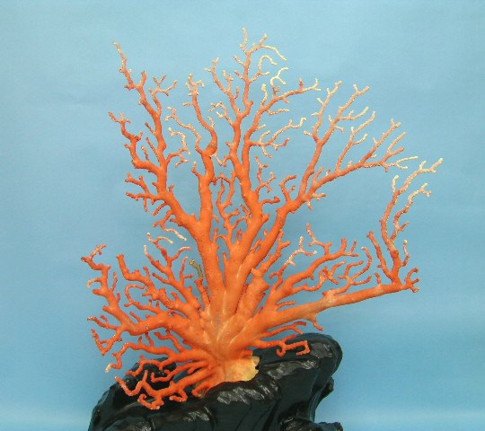 楽天市場】【豪華】桃珊瑚の原木・拝見・置物 黒檀台 置き物 飾り