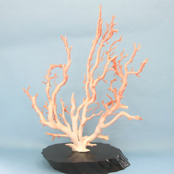 楽天市場】ピンク珊瑚 原木・拝見・置物 （艶出し加工済み） 黒檀台