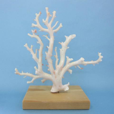 楽天市場】ミッド（白）珊瑚の原木・拝見・置物 艶出し加工済み 『宝石