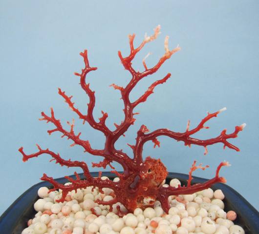 楽天市場】日本・高知沖産血赤珊瑚の拝見 原木 置き物（艶出し加工済み