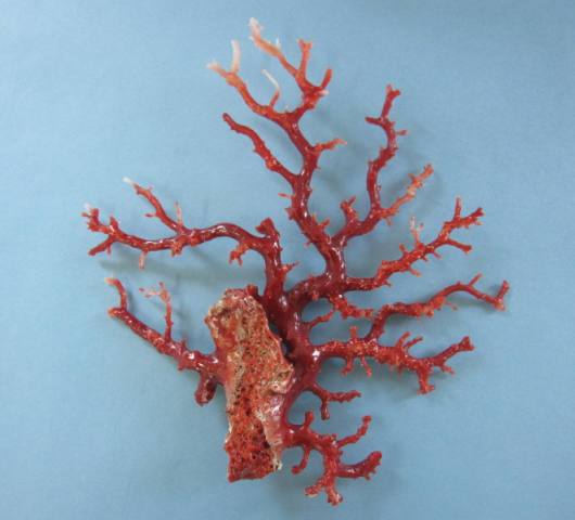 楽天市場】日本・高知沖産血赤珊瑚の拝見 原木 置き物（艶出し加工済み