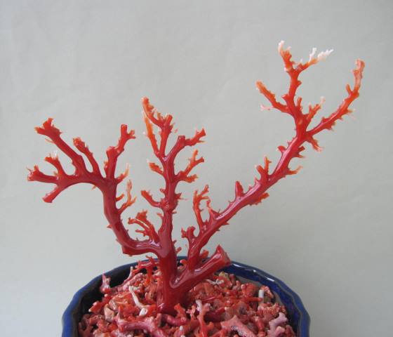 楽天市場】日本・高知産血赤珊瑚の拝見 原木 置物 艶出し加工済み 飾り