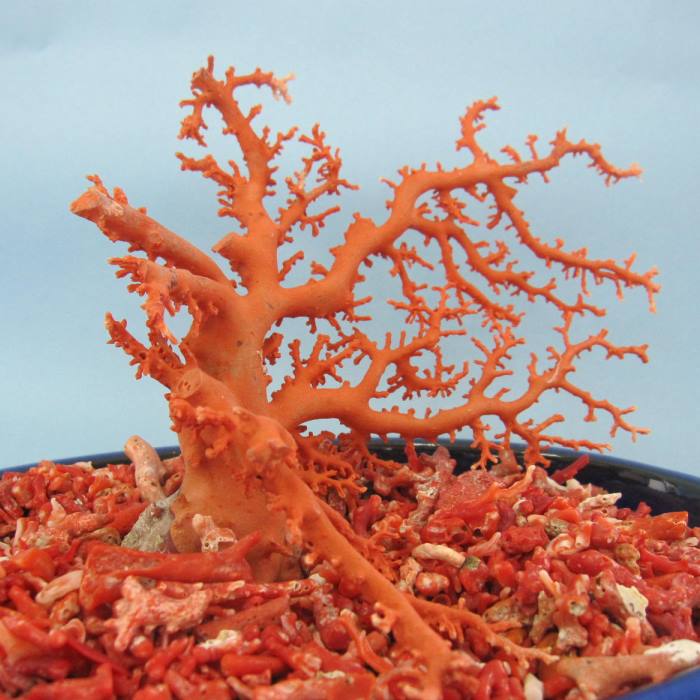 楽天市場】日本・高知沖産赤珊瑚の拝見 原木 家宝 置物 飾り 盆栽風