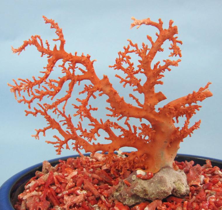 楽天市場】日本・高知沖産赤珊瑚の拝見 原木 家宝 置物 飾り 盆栽風